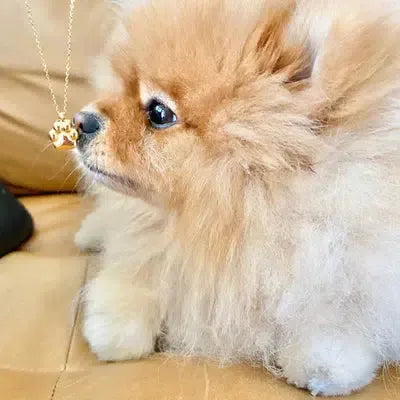 a brown Pomeranian dog with a gold cremation necklace in its nose